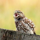 Steinkauz (Athene noctua)