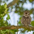 Steinkauz (Athene noctua)