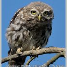 Steinkauz (Athene noctua)