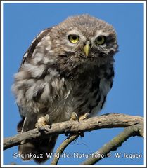 Steinkauz (Athene noctua)