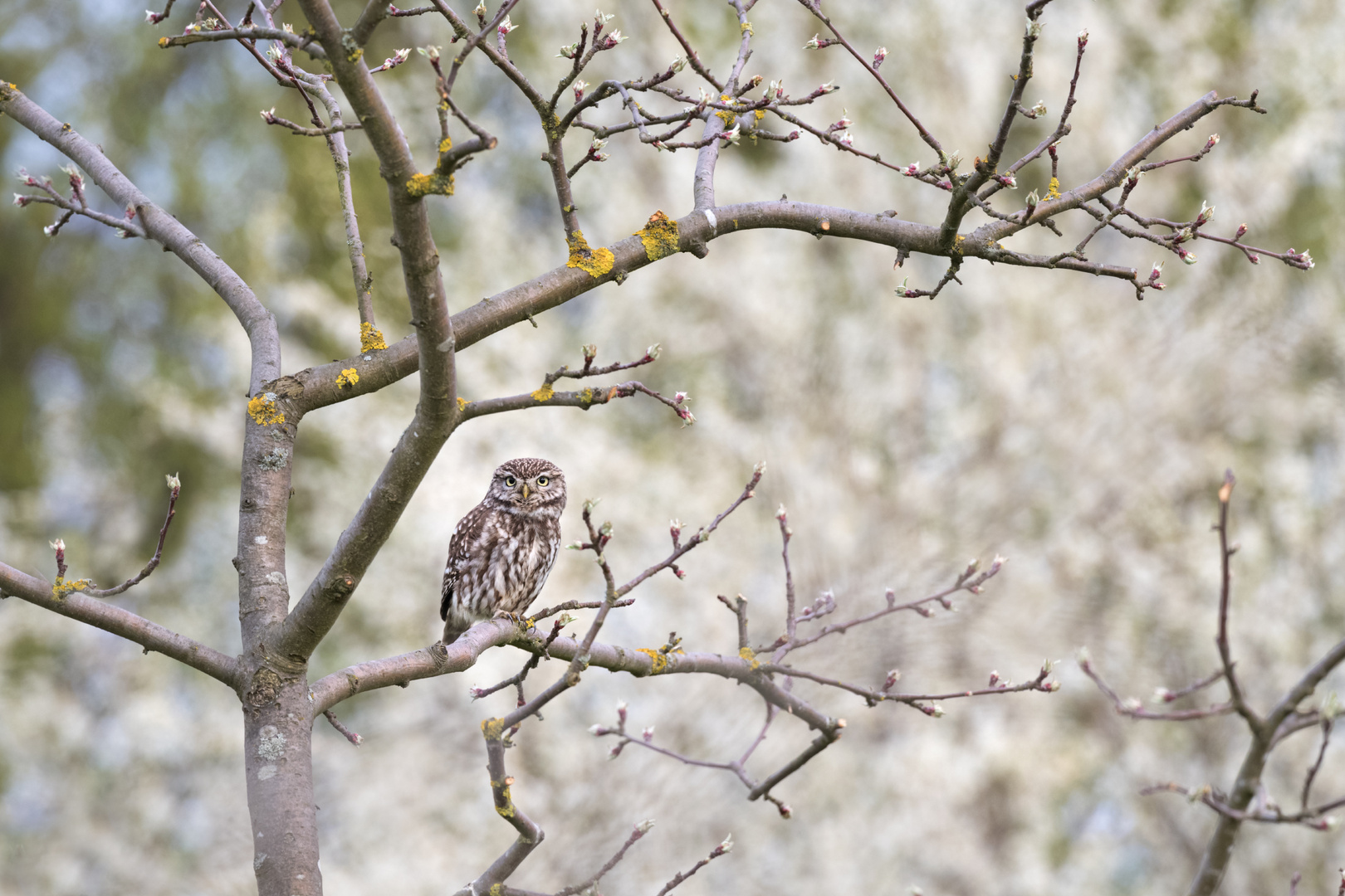 Steinkauz (Athene noctua)