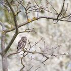 Steinkauz (Athene noctua)