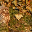 Steinkauz (Athene noctua)