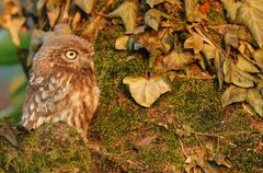 Steinkauz (Athene noctua)