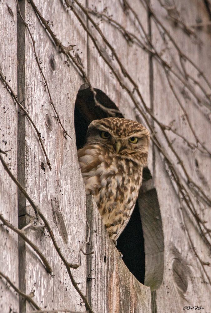 Steinkauz - Athene noctua