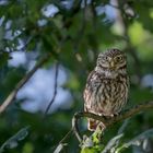 Steinkauz (Athene noctua)