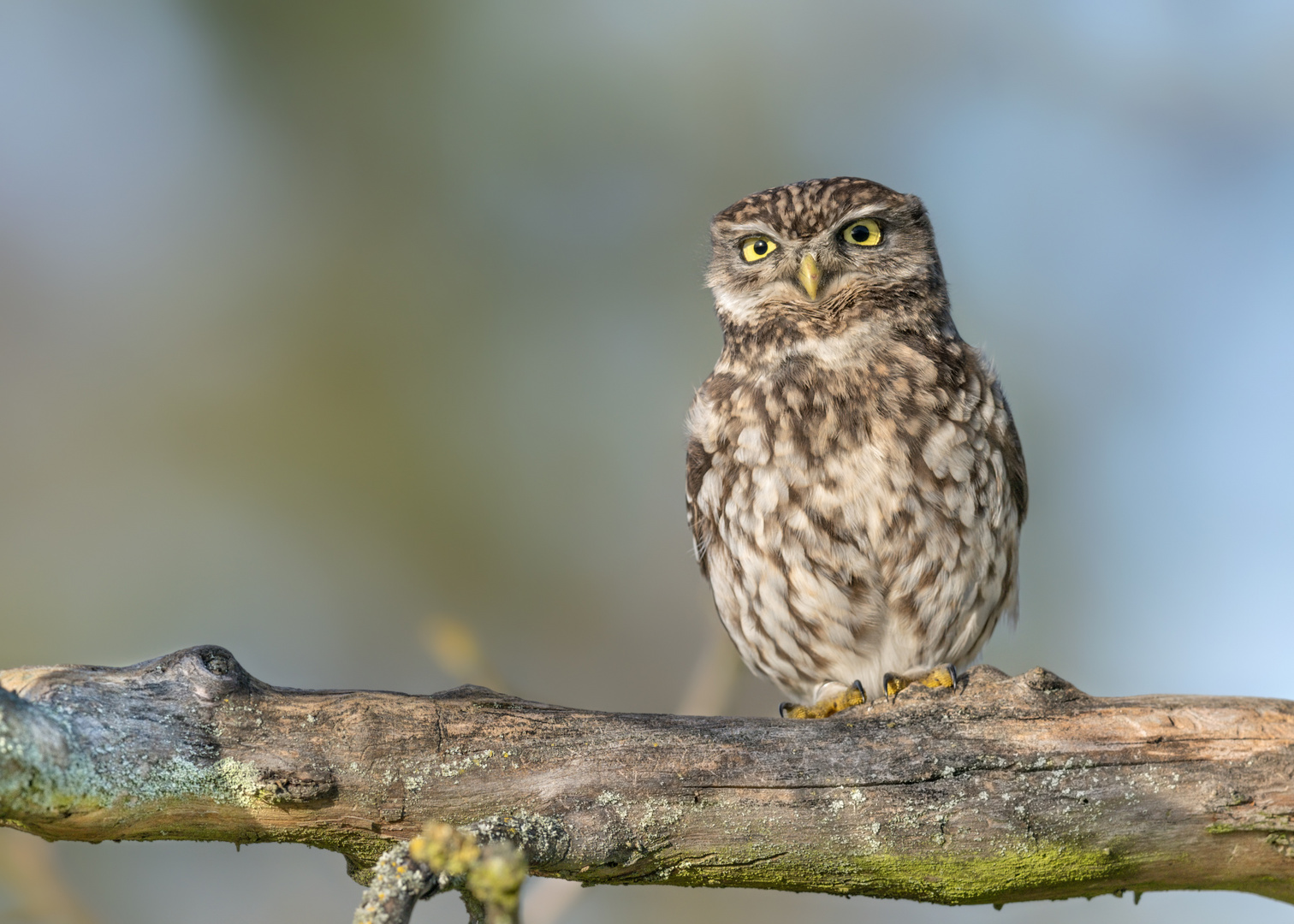 Steinkauz (Athene noctua)