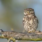 Steinkauz (Athene noctua)