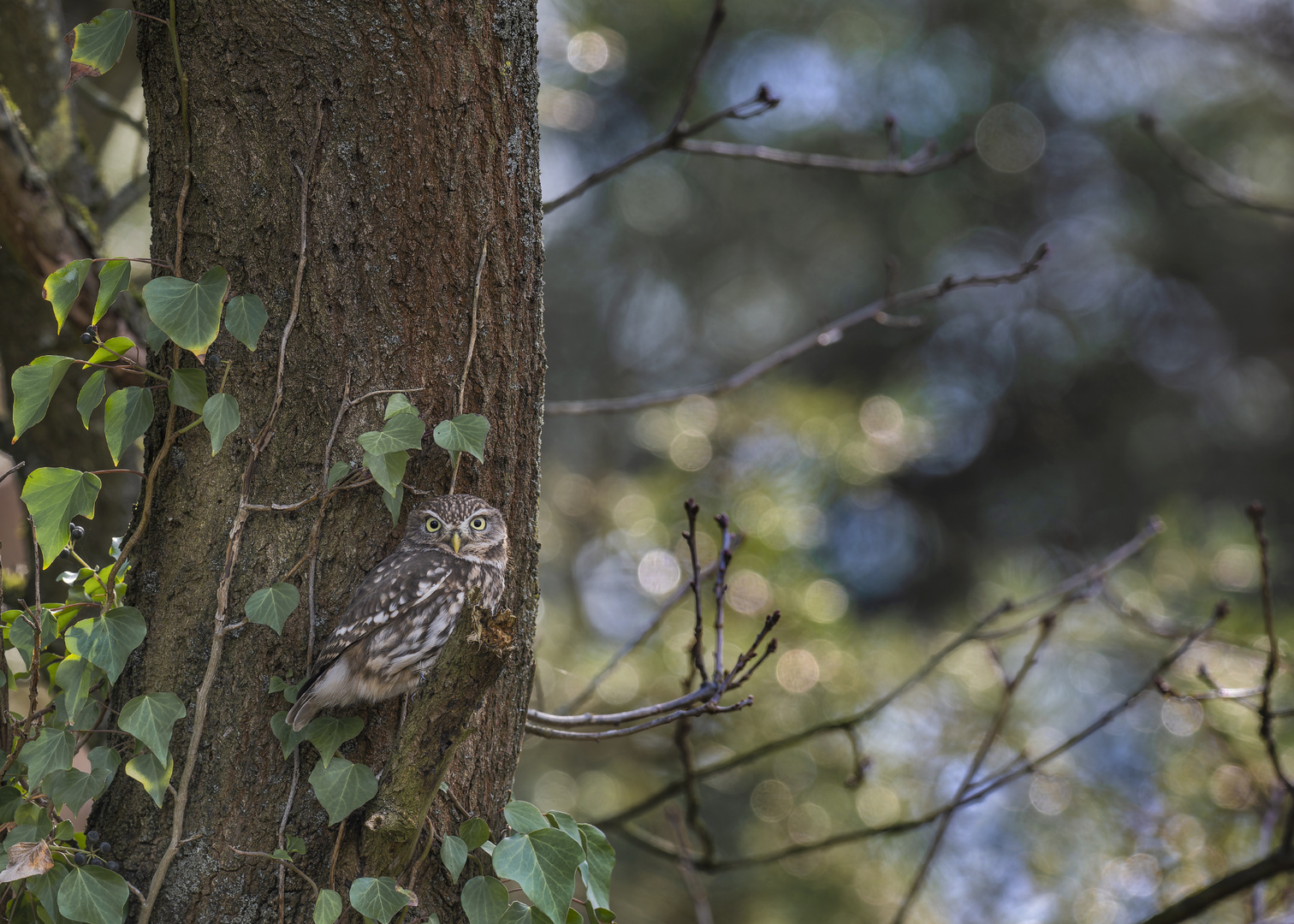 Steinkauz (Athene noctua)