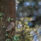 Steinkauz (Athene noctua)