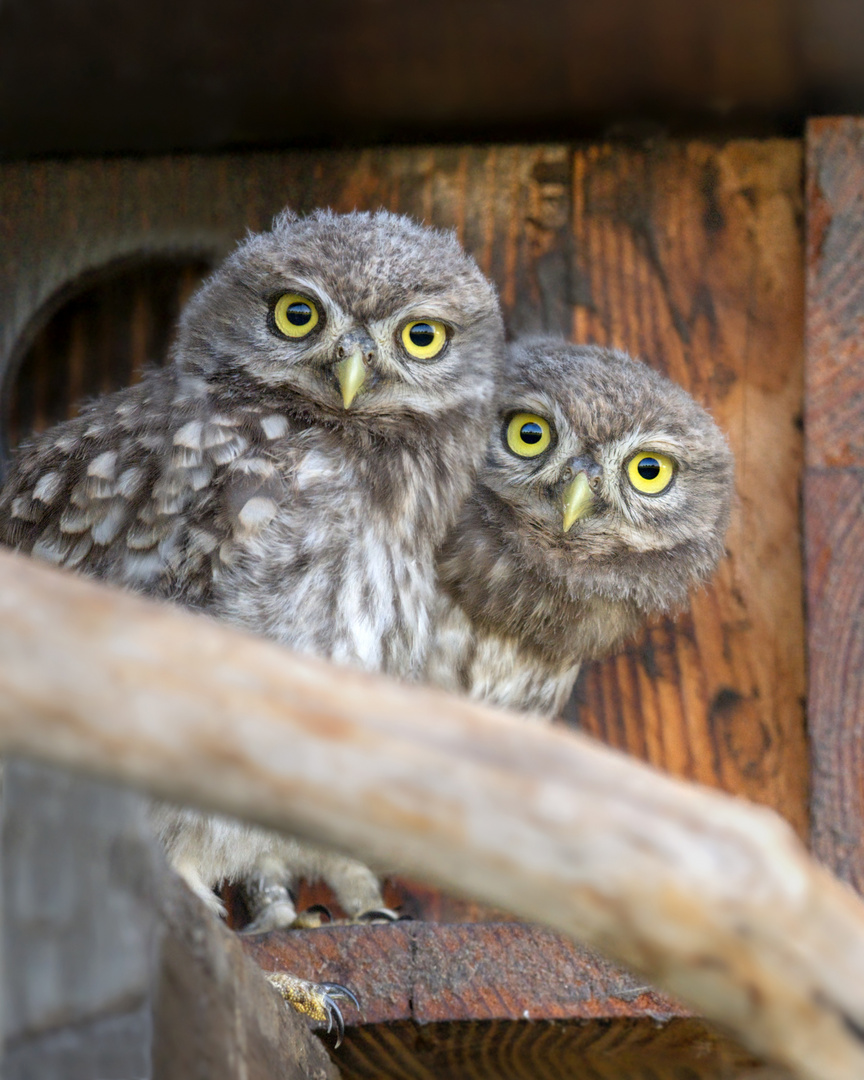 Steinkauz (Athene noctua)