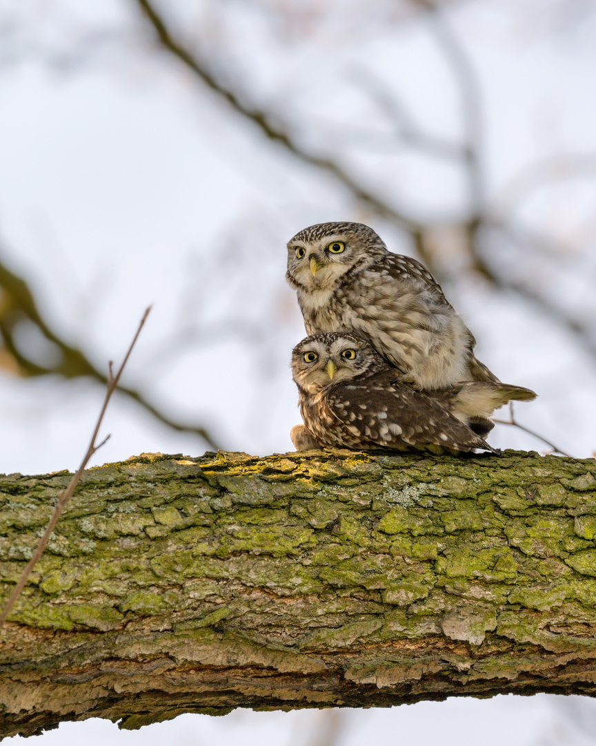 Steinkauz (Athene noctua)