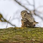 Steinkauz (Athene noctua)