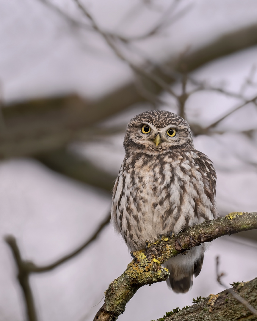 Steinkauz (Athene noctua)