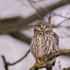 Steinkauz (Athene noctua)