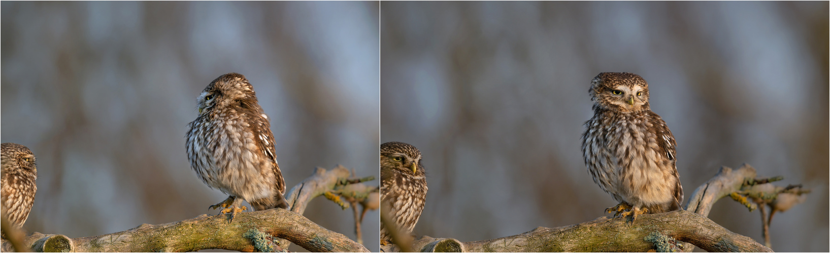 Steinkauz (Athene noctua)