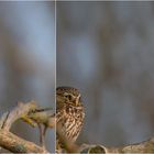 Steinkauz (Athene noctua)