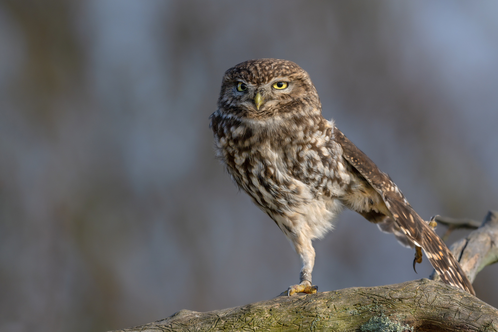 Steinkauz (Athene noctua)