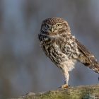 Steinkauz (Athene noctua)