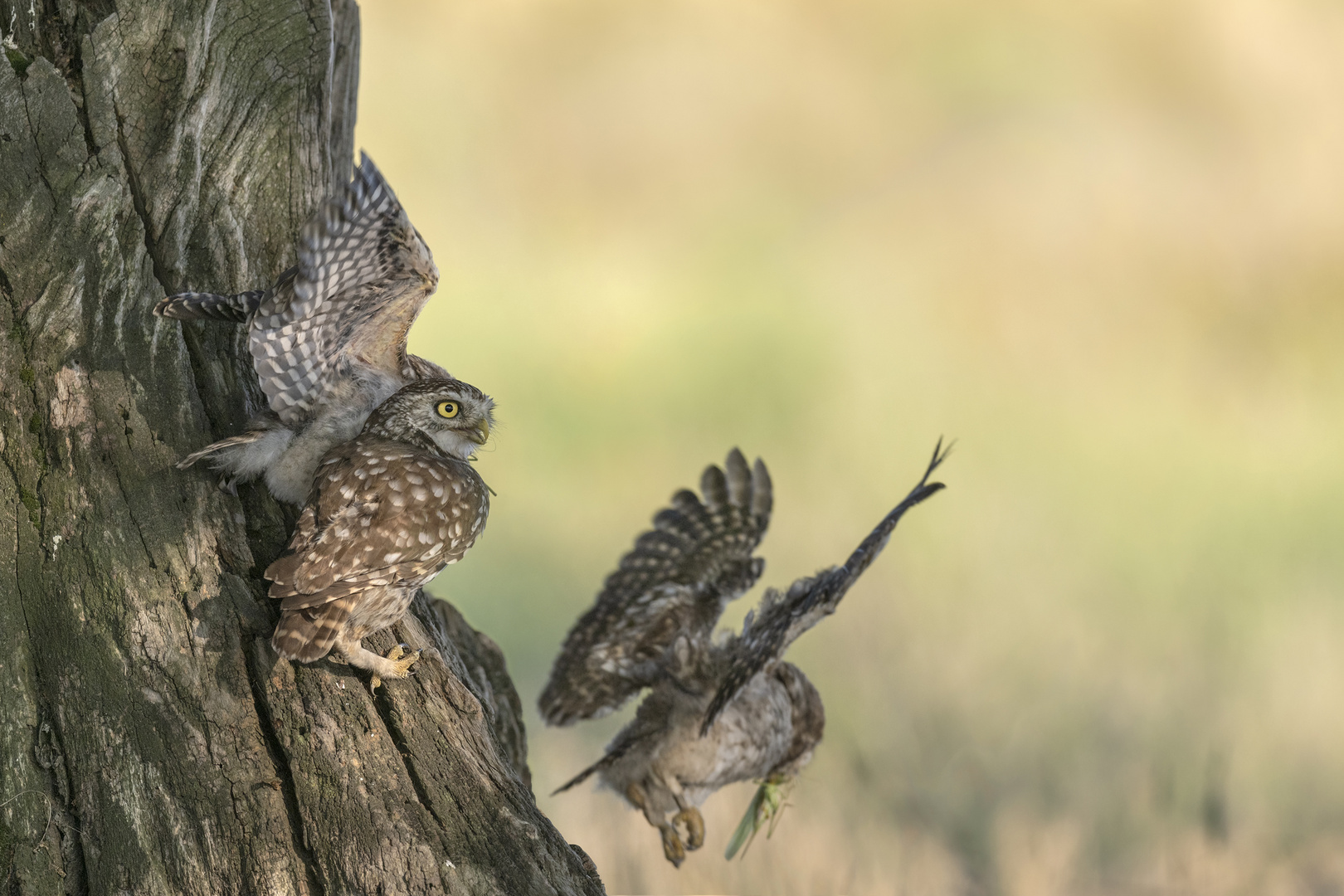 Steinkauz (Athene noctua)