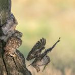 Steinkauz (Athene noctua)