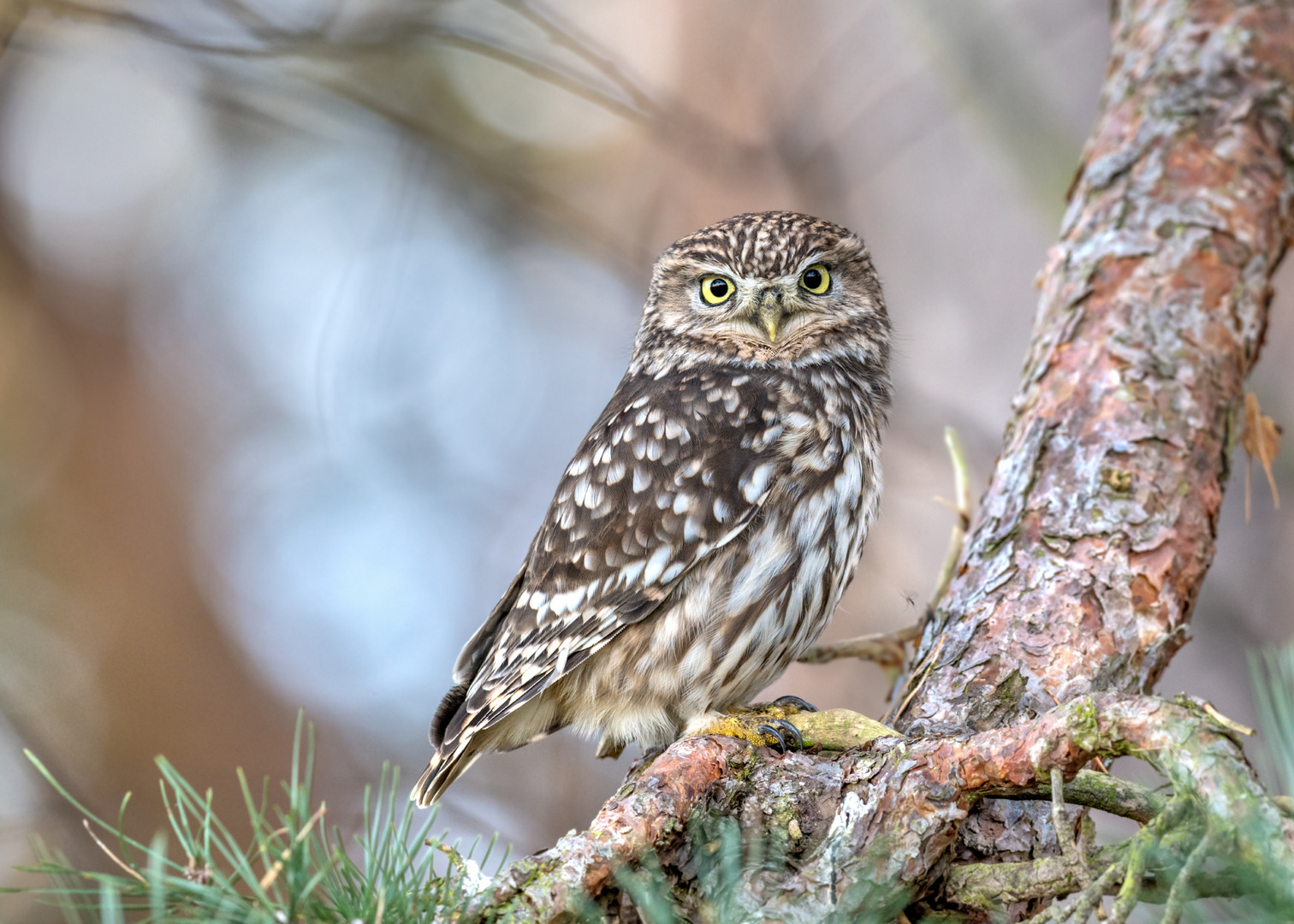 Steinkauz (Athene noctua)