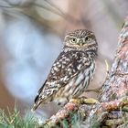 Steinkauz (Athene noctua)