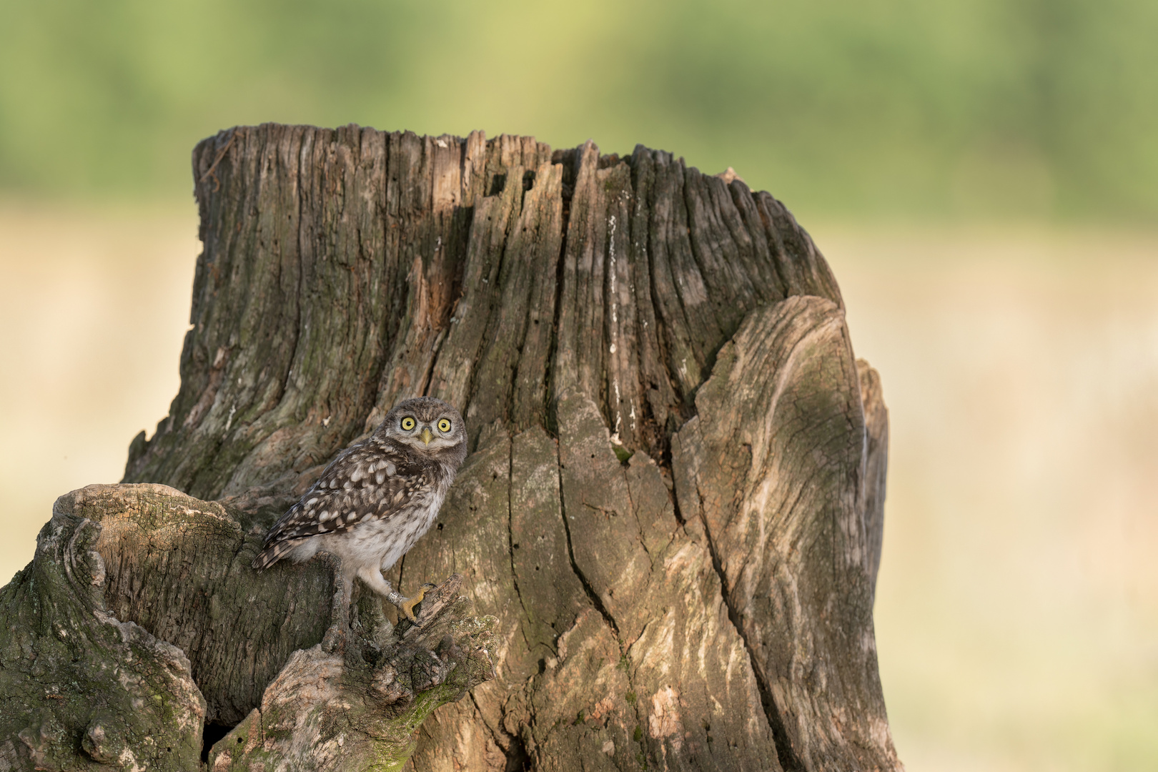 Steinkauz (Athene noctua)