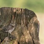 Steinkauz (Athene noctua)