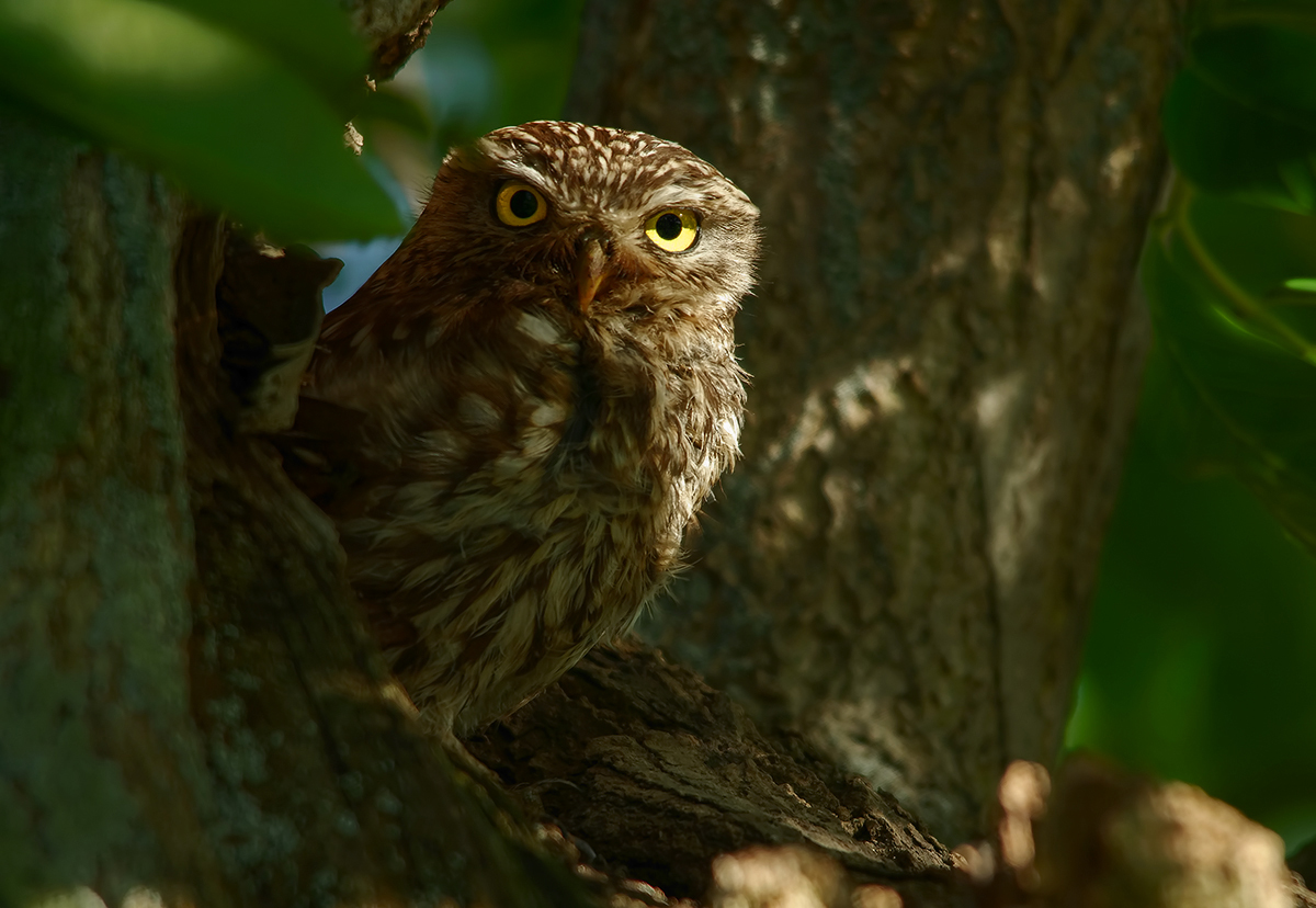 Steinkauz- Athene noctua