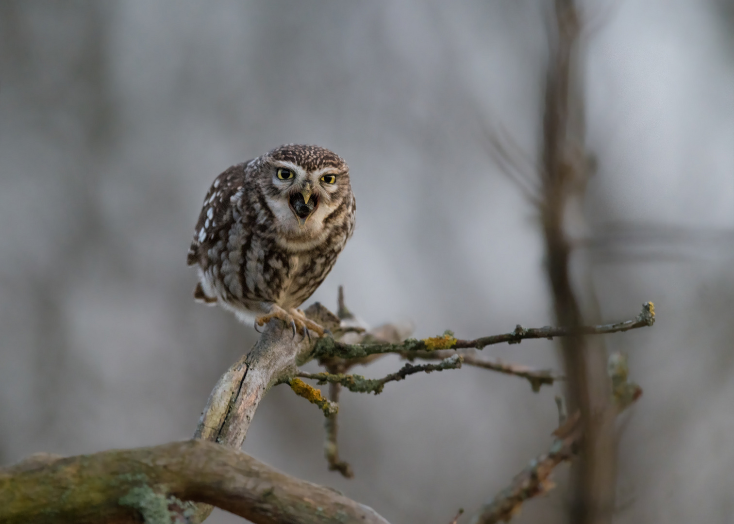 Steinkauz (Athene noctua)