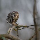 Steinkauz (Athene noctua)