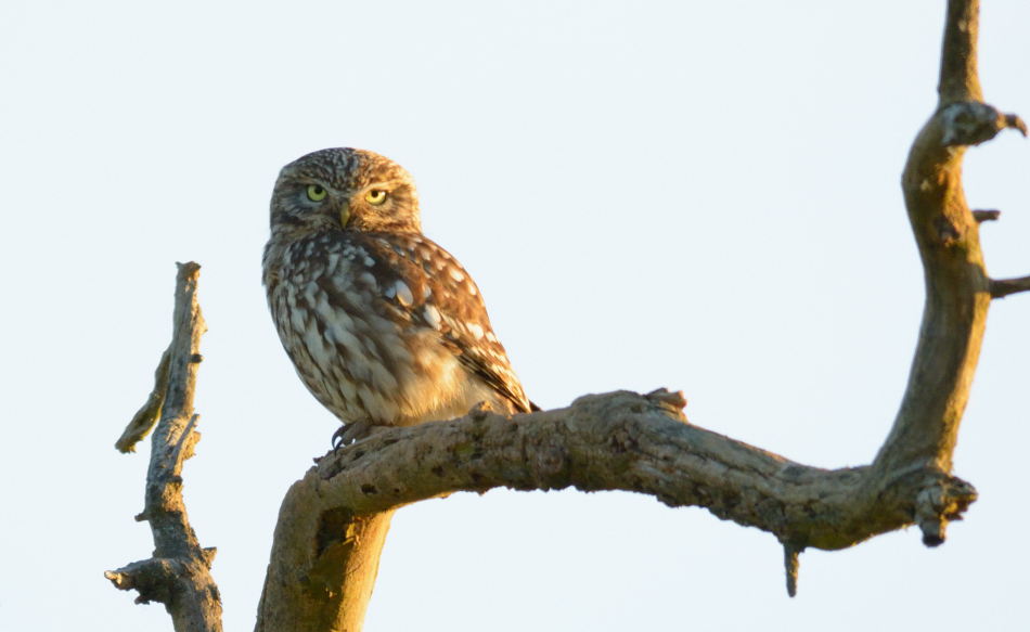 Steinkauz (Athene noctua)