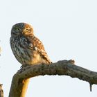 Steinkauz (Athene noctua)