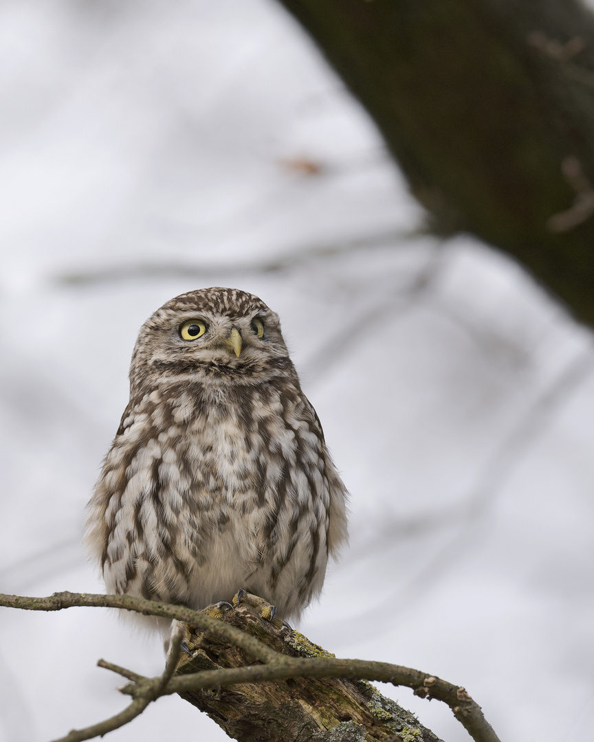 Steinkauz (Athene noctua)