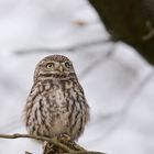 Steinkauz (Athene noctua)