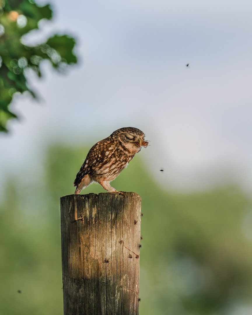 Steinkauz (Athene noctua)