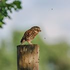 Steinkauz (Athene noctua)