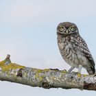 Steinkauz (Athene noctua)