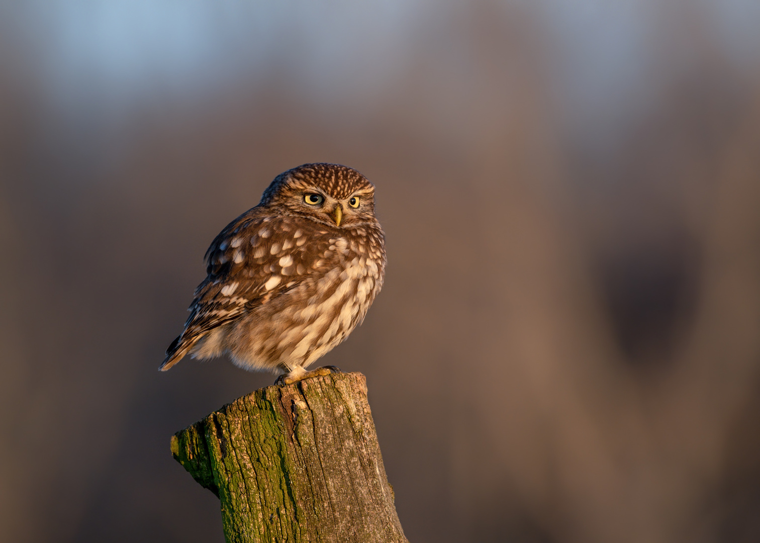 Steinkauz (Athene noctua)