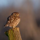 Steinkauz (Athene noctua)