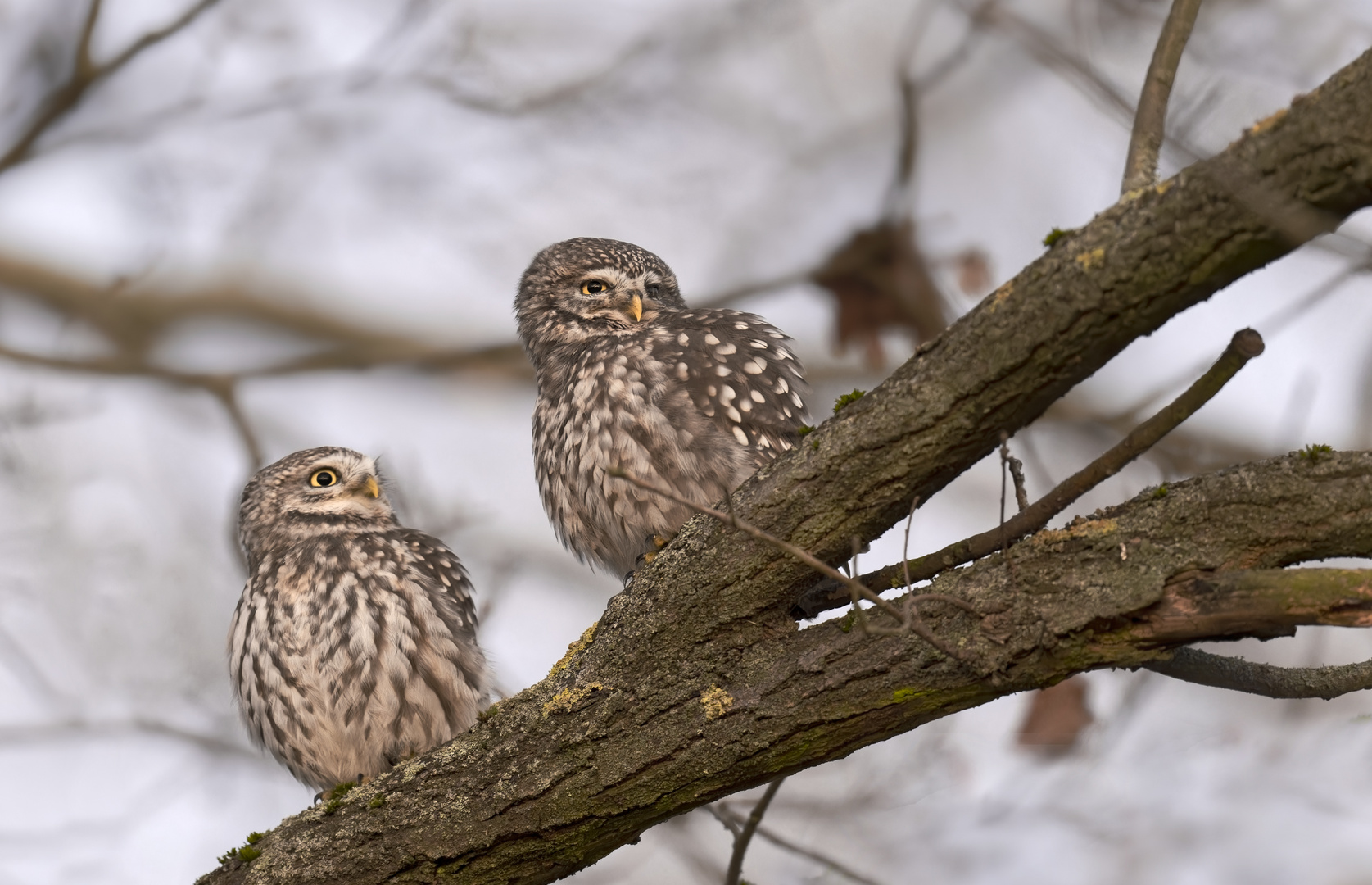 Steinkauz (Athene noctua) 