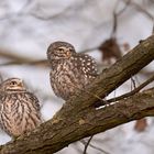 Steinkauz (Athene noctua) 