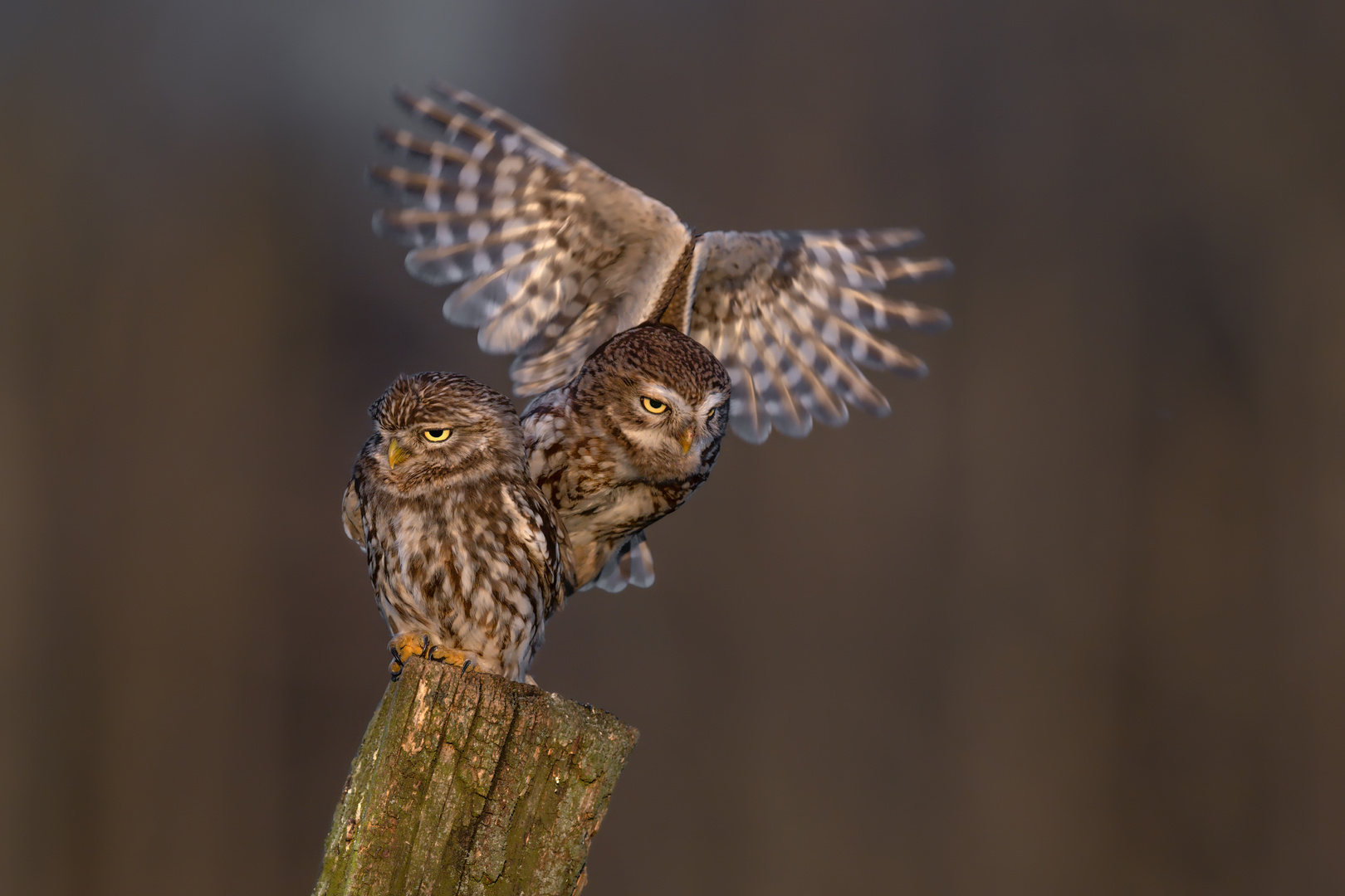 Steinkauz (Athene noctua)