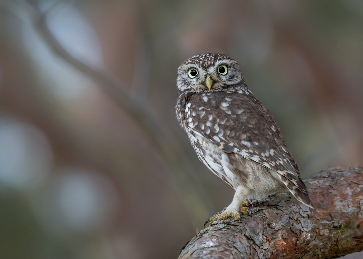 Steinkauz (Athene noctua)