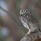 Steinkauz (Athene noctua)