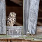 Steinkauz (Athene noctua)