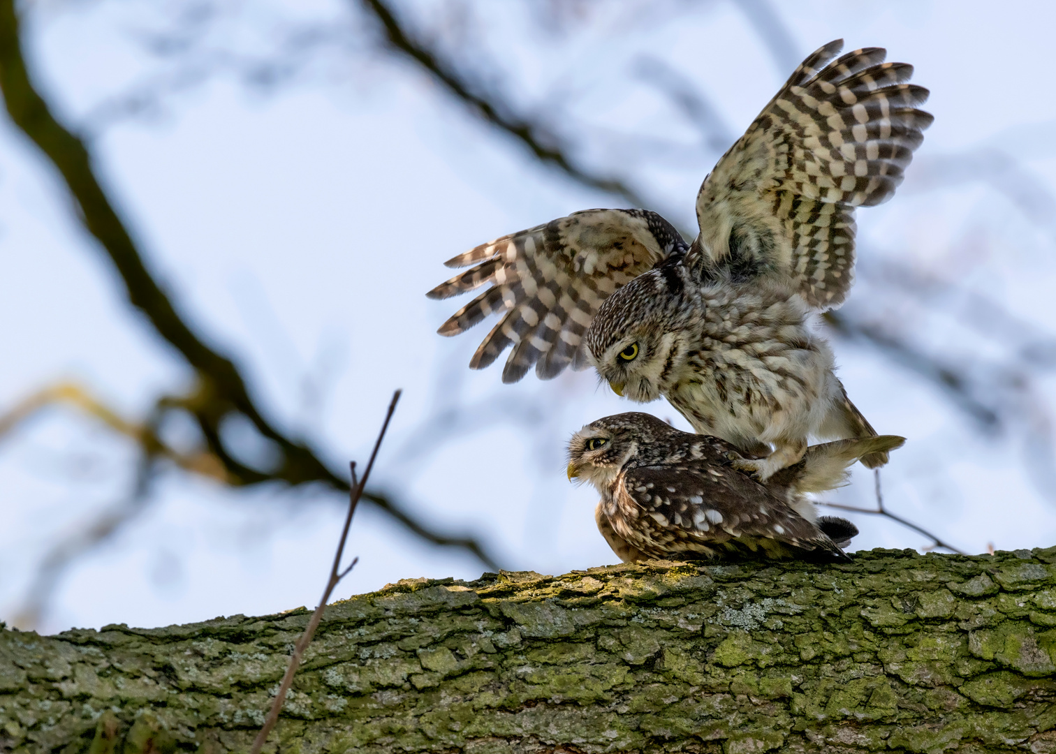 Steinkauz (Athene noctua)