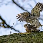 Steinkauz (Athene noctua)