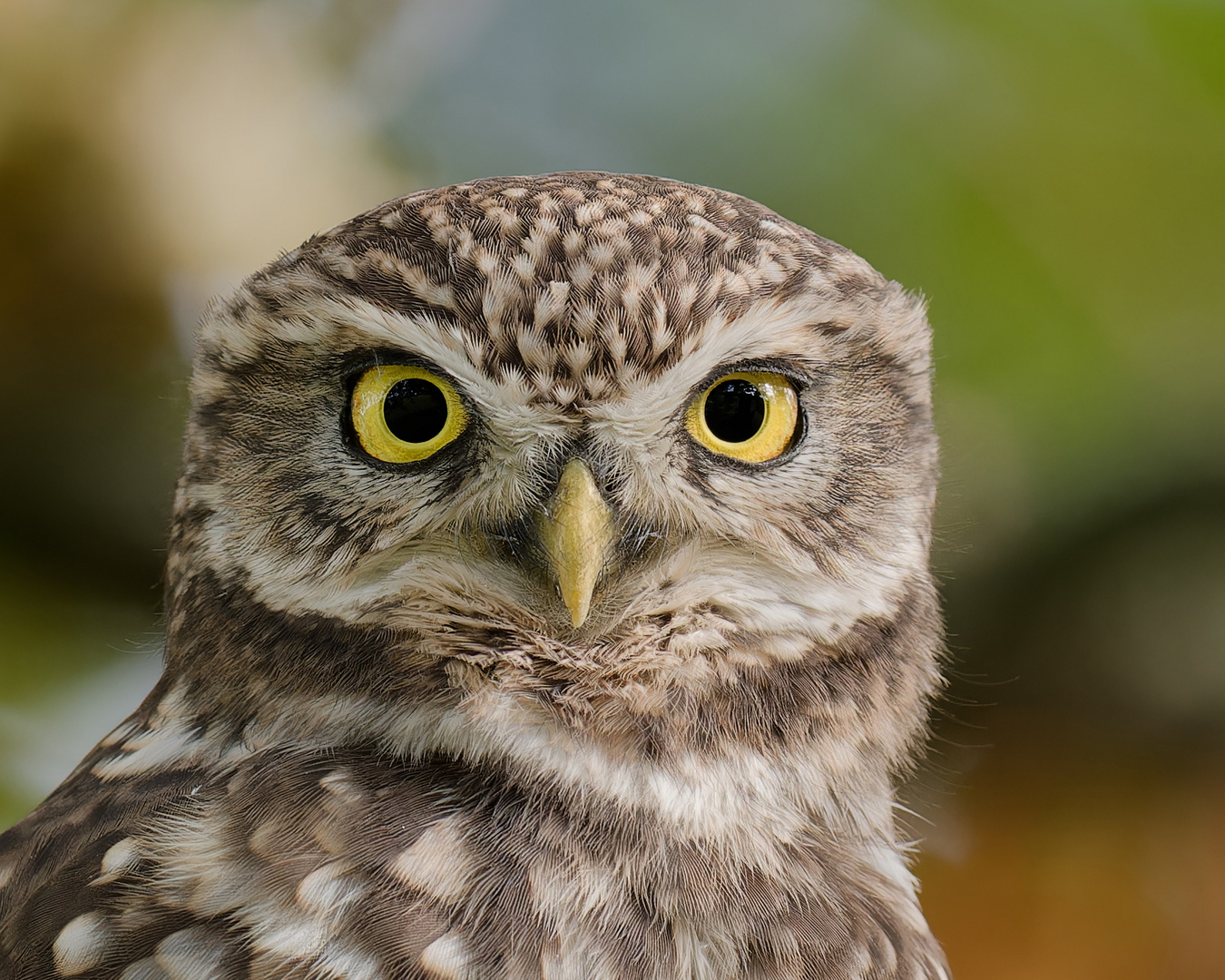 Steinkauz (Athene noctua)